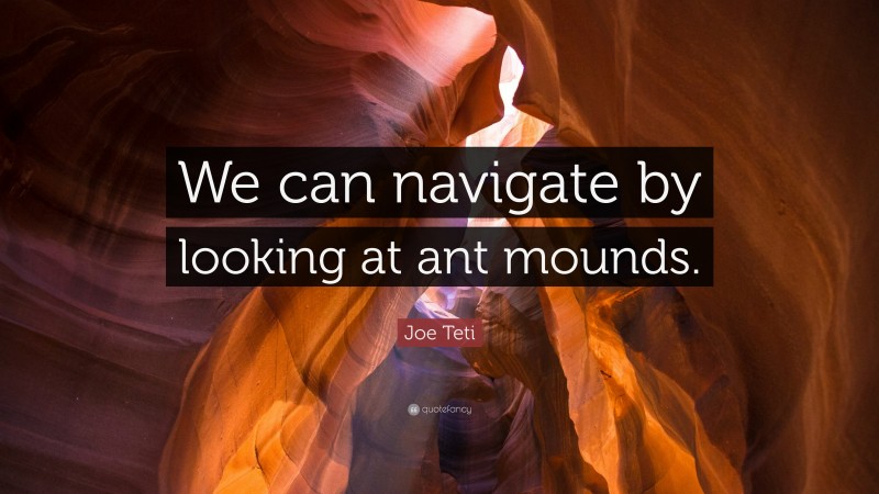 Joe Teti Quote: “We can navigate by looking at ant mounds.”