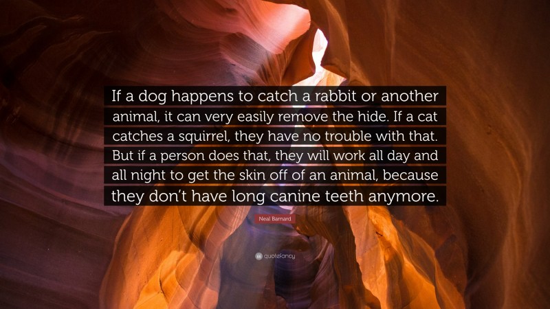 Neal D. Barnard Quote: “If a dog happens to catch a rabbit or another animal, it can very easily remove the hide. If a cat catches a squirrel, they have no trouble with that. But if a person does that, they will work all day and all night to get the skin off of an animal, because they don’t have long canine teeth anymore.”