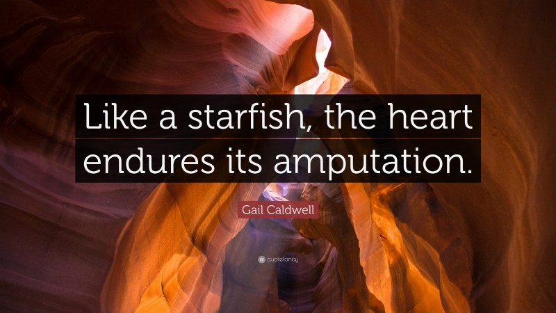 Gail Caldwell Quote: “Like a starfish, the heart endures its amputation.”