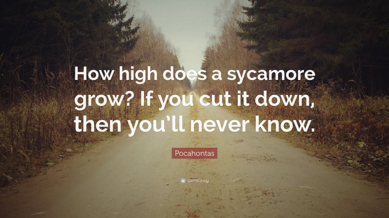 Pocahontas Quote: “How high does a sycamore grow? If you cut it down, then you’ll never know.”