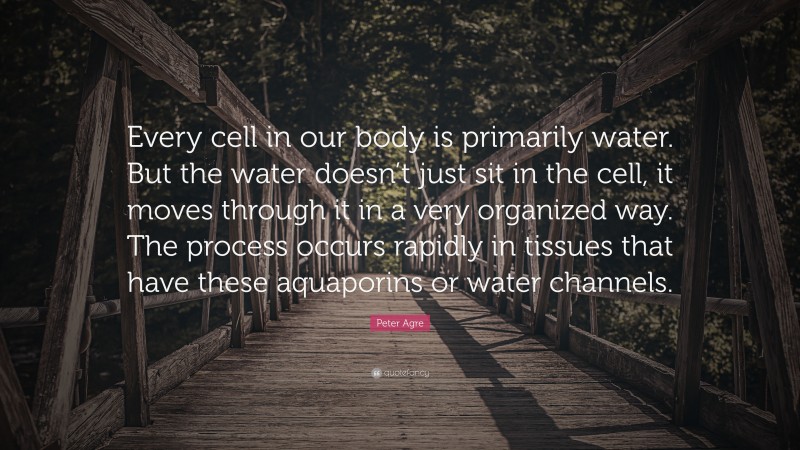 Peter Agre Quote: “Every cell in our body is primarily water. But the water doesn’t just sit in the cell, it moves through it in a very organized way. The process occurs rapidly in tissues that have these aquaporins or water channels.”