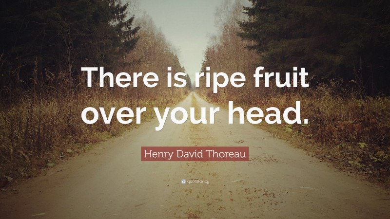 Henry David Thoreau Quote: “There is ripe fruit over your head.”