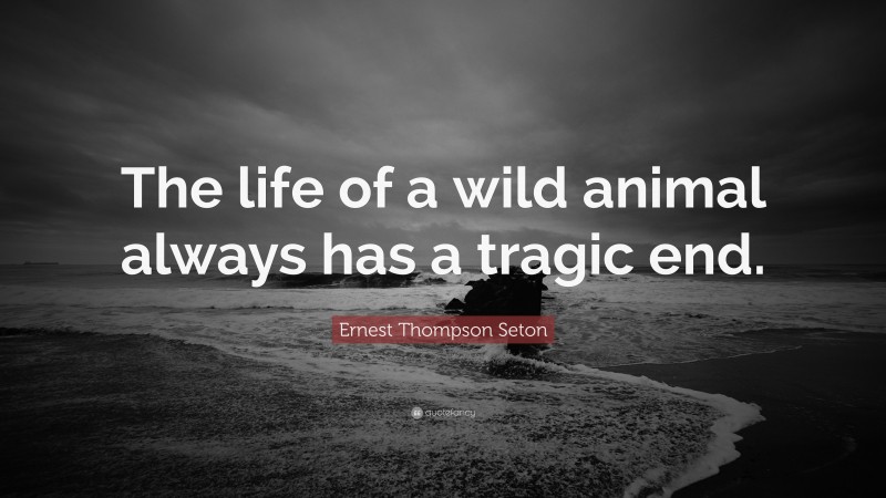 Ernest Thompson Seton Quote: “The life of a wild animal always has a tragic end.”