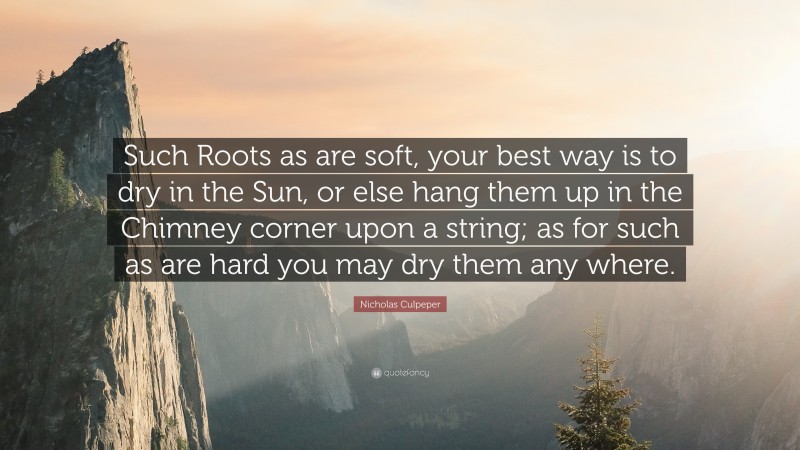 Nicholas Culpeper Quote: “Such Roots as are soft, your best way is to dry in the Sun, or else hang them up in the Chimney corner upon a string; as for such as are hard you may dry them any where.”