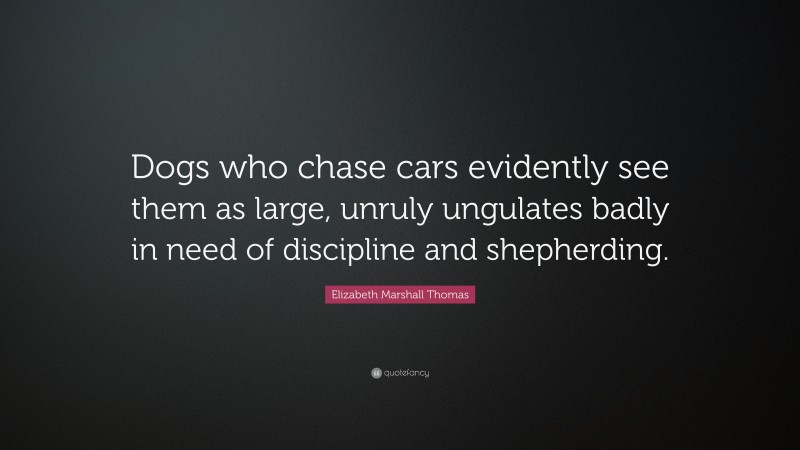 Elizabeth Marshall Thomas Quote: “Dogs who chase cars evidently see them as large, unruly ungulates badly in need of discipline and shepherding.”