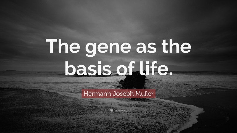 Hermann Joseph Muller Quote: “The gene as the basis of life.”
