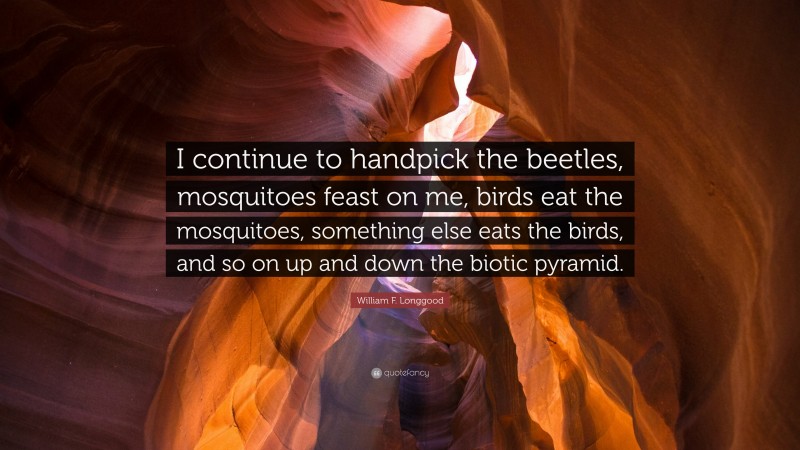 William F. Longgood Quote: “I continue to handpick the beetles, mosquitoes feast on me, birds eat the mosquitoes, something else eats the birds, and so on up and down the biotic pyramid.”