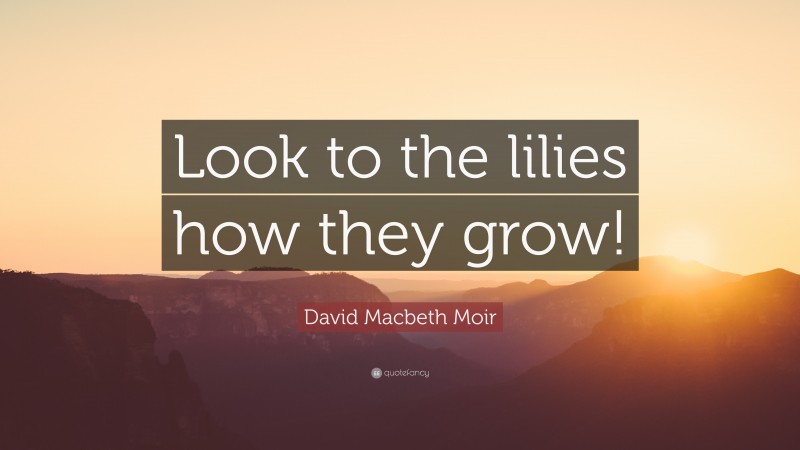 David Macbeth Moir Quote: “Look to the lilies how they grow!”