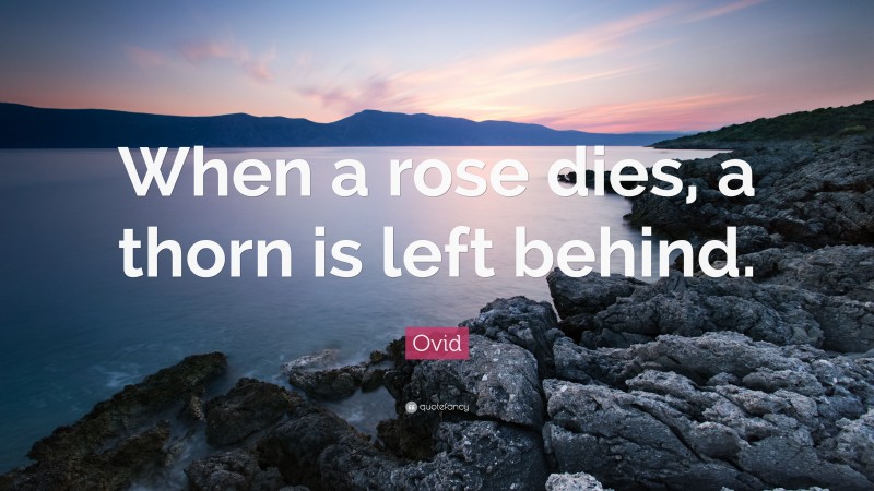 Ovid Quote: “When a rose dies, a thorn is left behind.”