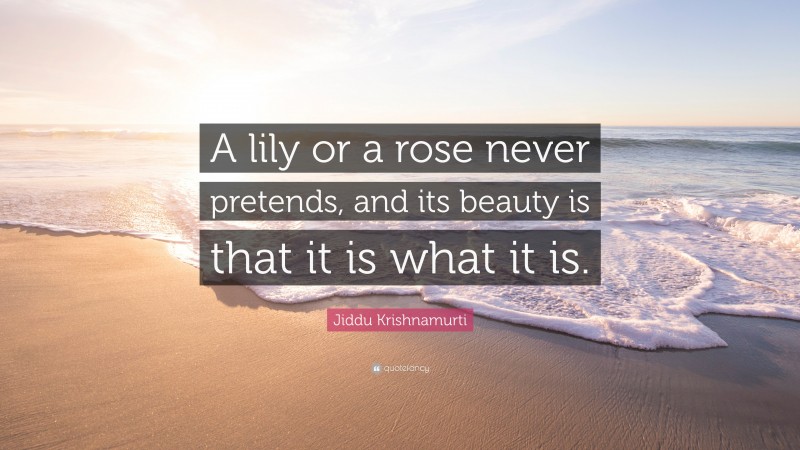Jiddu Krishnamurti Quote: “A lily or a rose never pretends, and its beauty is that it is what it is.”