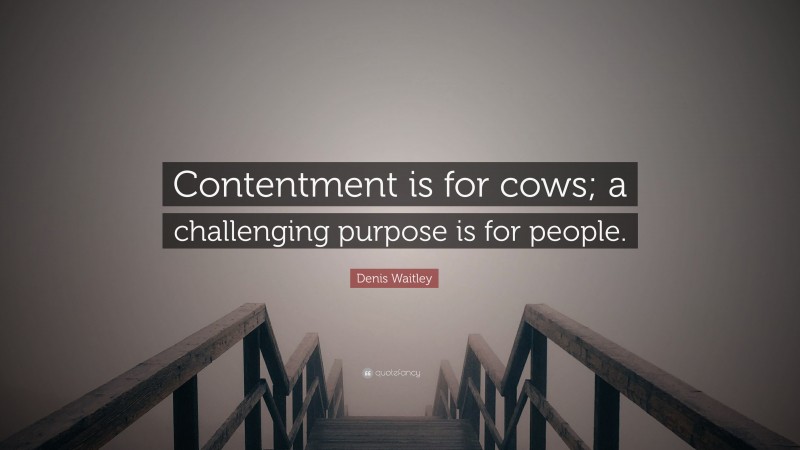 Denis Waitley Quote: “Contentment is for cows; a challenging purpose is for people.”