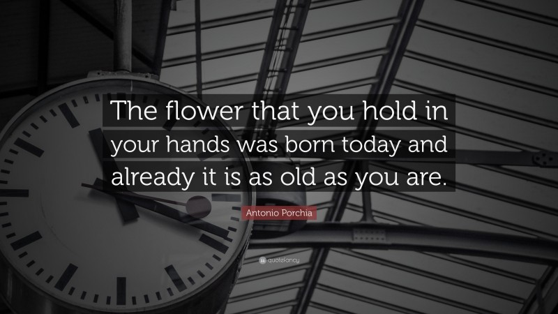 Antonio Porchia Quote: “The flower that you hold in your hands was born today and already it is as old as you are.”