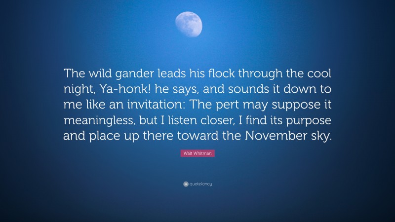 Walt Whitman Quote: “The wild gander leads his flock through the cool night, Ya-honk! he says, and sounds it down to me like an invitation: The pert may suppose it meaningless, but I listen closer, I find its purpose and place up there toward the November sky.”