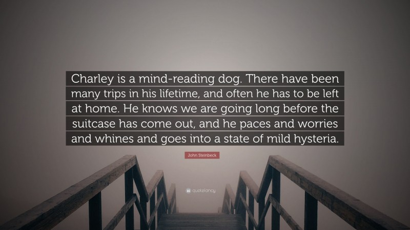 John Steinbeck Quote: “Charley is a mind-reading dog. There have been many trips in his lifetime, and often he has to be left at home. He knows we are going long before the suitcase has come out, and he paces and worries and whines and goes into a state of mild hysteria.”
