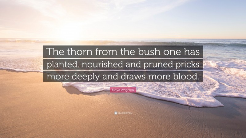 Maya Angelou Quote: “The thorn from the bush one has planted, nourished and pruned pricks more deeply and draws more blood.”