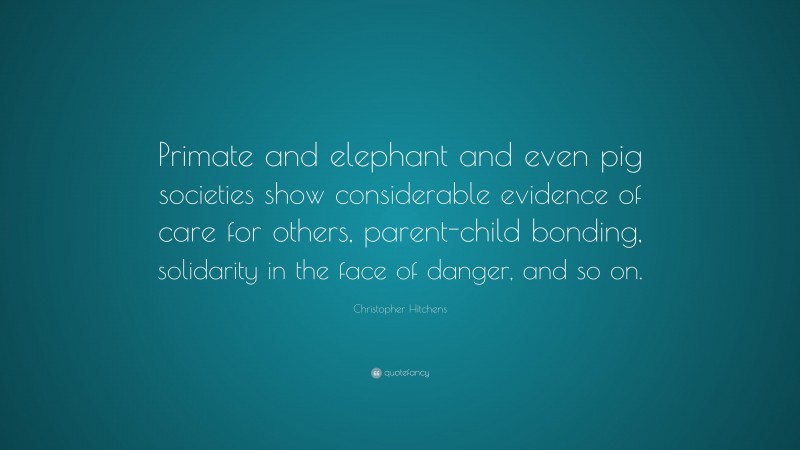 Christopher Hitchens Quote: “Primate and elephant and even pig societies show considerable evidence of care for others, parent-child bonding, solidarity in the face of danger, and so on.”