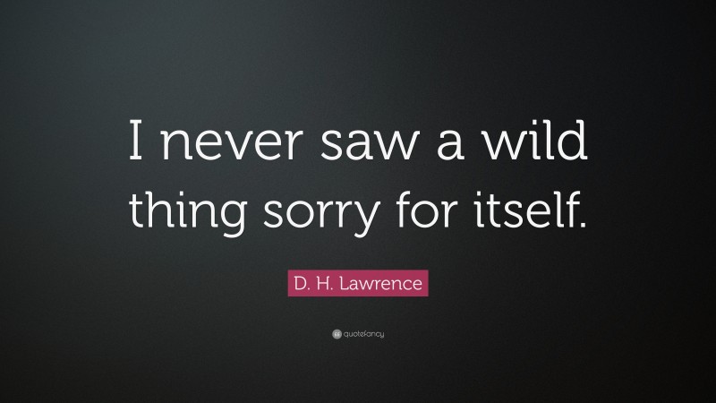 D. H. Lawrence Quote: “I never saw a wild thing sorry for itself.”
