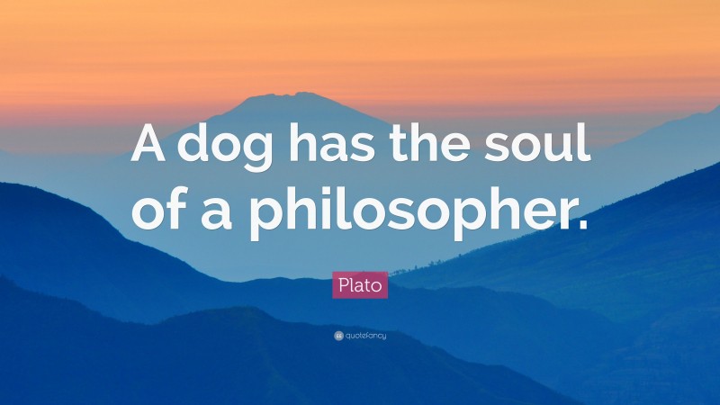 Plato Quote: “A dog has the soul of a philosopher.”