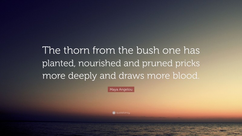 Maya Angelou Quote: “The thorn from the bush one has planted, nourished and pruned pricks more deeply and draws more blood.”