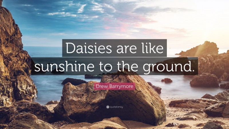 Drew Barrymore Quote: “Daisies are like sunshine to the ground.”