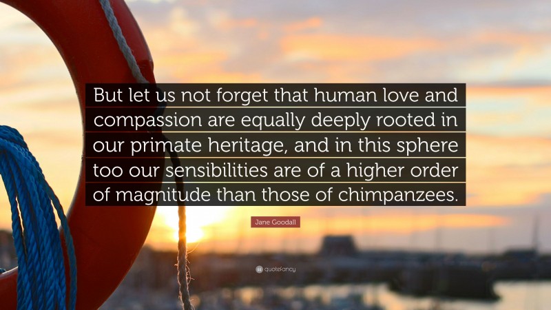 Jane Goodall Quote: “But let us not forget that human love and compassion are equally deeply rooted in our primate heritage, and in this sphere too our sensibilities are of a higher order of magnitude than those of chimpanzees.”