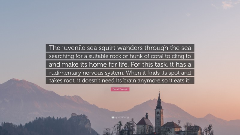 Daniel Dennett Quote: “The juvenile sea squirt wanders through the sea searching for a suitable rock or hunk of coral to cling to and make its home for life. For this task, it has a rudimentary nervous system. When it finds its spot and takes root, it doesn’t need its brain anymore so it eats it!”