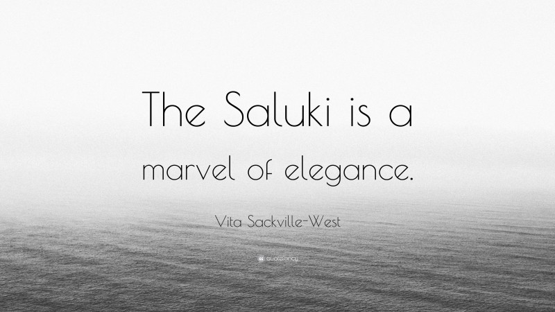 Vita Sackville-West Quote: “The Saluki is a marvel of elegance.”