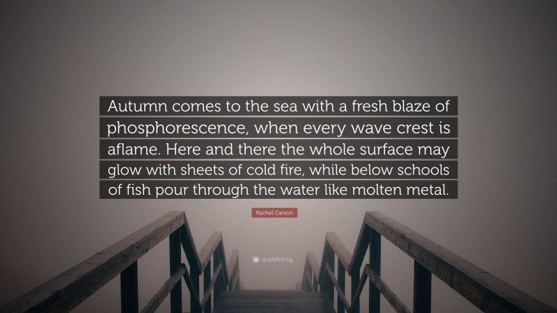 Rachel Carson Quote: “Autumn comes to the sea with a fresh blaze of phosphorescence, when every wave crest is aflame. Here and there the whole surface may glow with sheets of cold fire, while below schools of fish pour through the water like molten metal.”