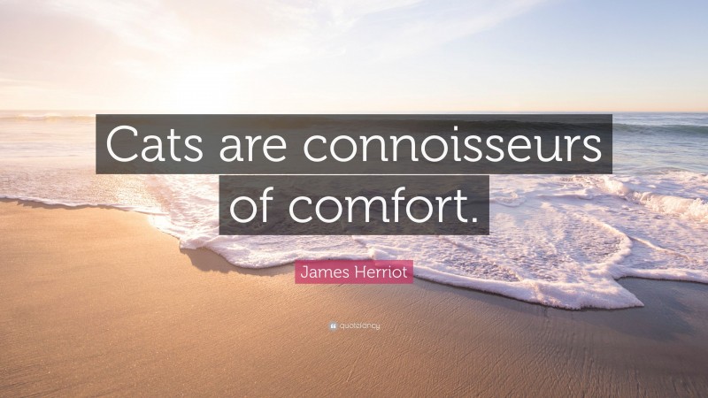 James Herriot Quote: “Cats are connoisseurs of comfort.”
