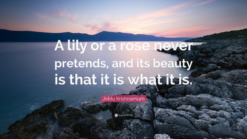 Jiddu Krishnamurti Quote: “A lily or a rose never pretends, and its beauty is that it is what it is.”