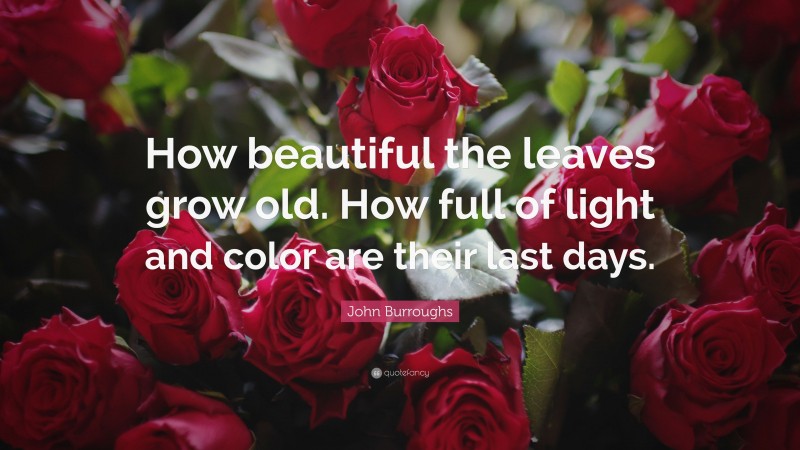 John Burroughs Quote: “How beautiful the leaves grow old. How full of light and color are their last days.”