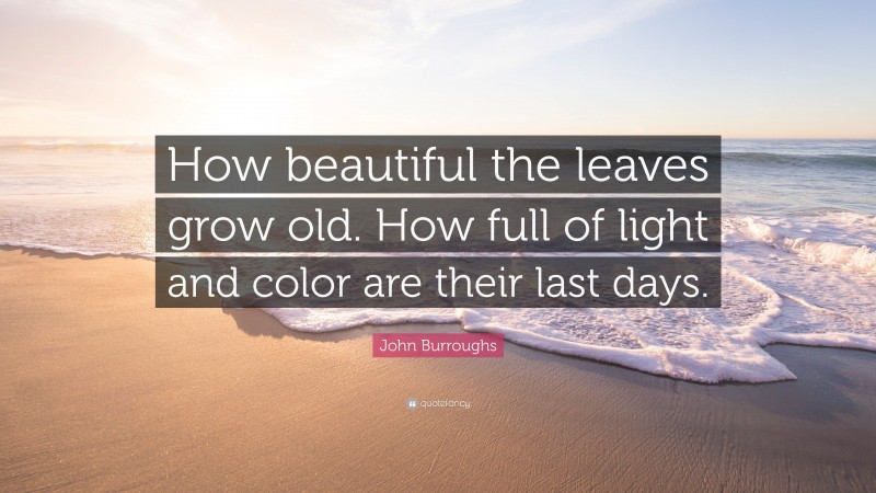 John Burroughs Quote: “How beautiful the leaves grow old. How full of light and color are their last days.”