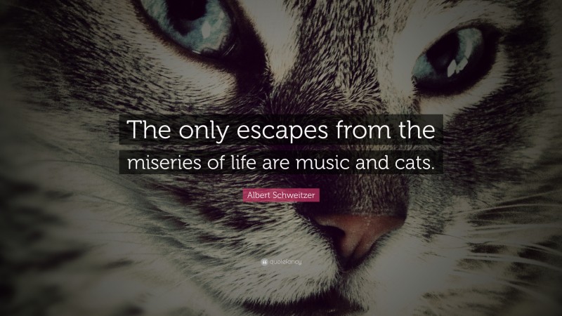 Albert Schweitzer Quote: “The only escapes from the miseries of life are music and cats.”