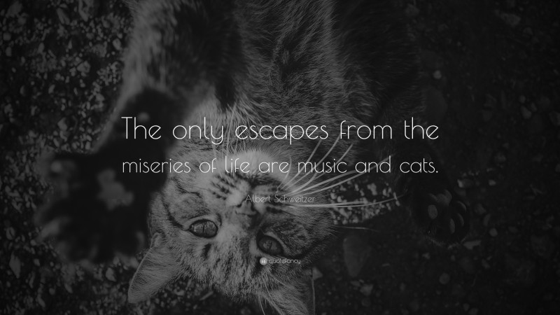 Albert Schweitzer Quote: “The only escapes from the miseries of life are music and cats.”