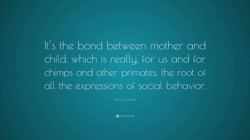 Jane Goodall Quote: “It’s the bond between mother and child, which is really, for us and for chimps and other primates, the root of all the expressions of social behavior.”