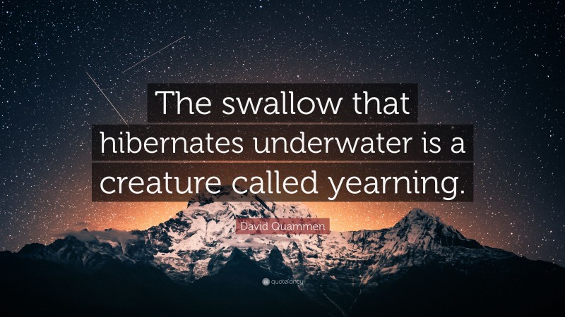 David Quammen Quote: “The swallow that hibernates underwater is a creature called yearning.”