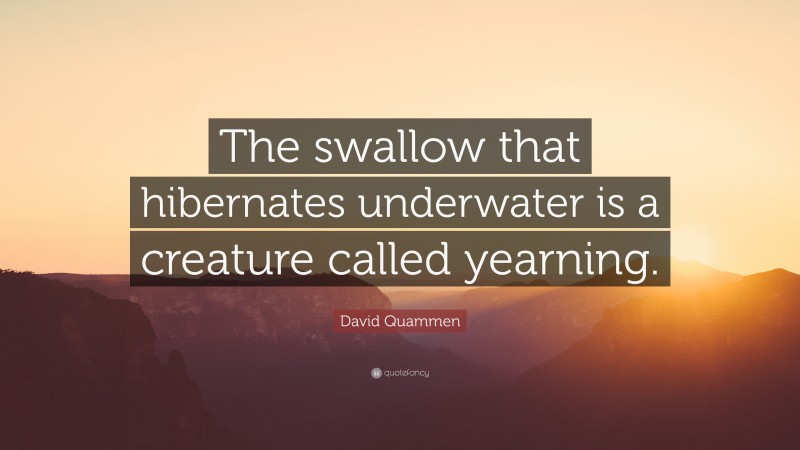 David Quammen Quote: “The swallow that hibernates underwater is a creature called yearning.”