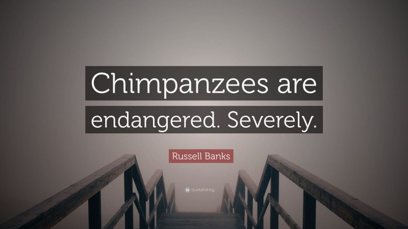 Russell Banks Quote: “Chimpanzees are endangered. Severely.”