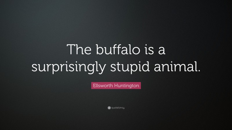 Ellsworth Huntington Quote: “The buffalo is a surprisingly stupid animal.”