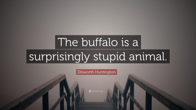Ellsworth Huntington Quote: “The buffalo is a surprisingly stupid animal.”