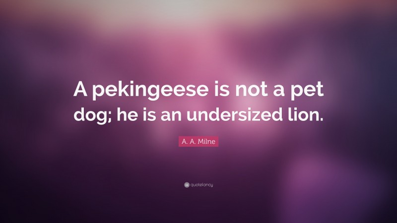 A. A. Milne Quote: “A pekingeese is not a pet dog; he is an undersized lion.”