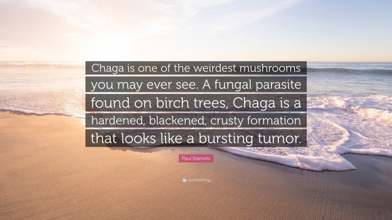 Paul Stamets Quote: “Chaga is one of the weirdest mushrooms you may ever see. A fungal parasite found on birch trees, Chaga is a hardened, blackened, crusty formation that looks like a bursting tumor.”