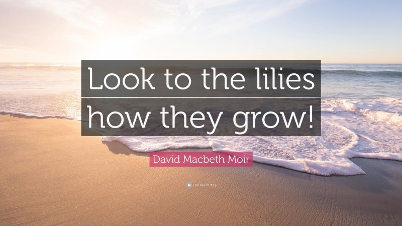 David Macbeth Moir Quote: “Look to the lilies how they grow!”