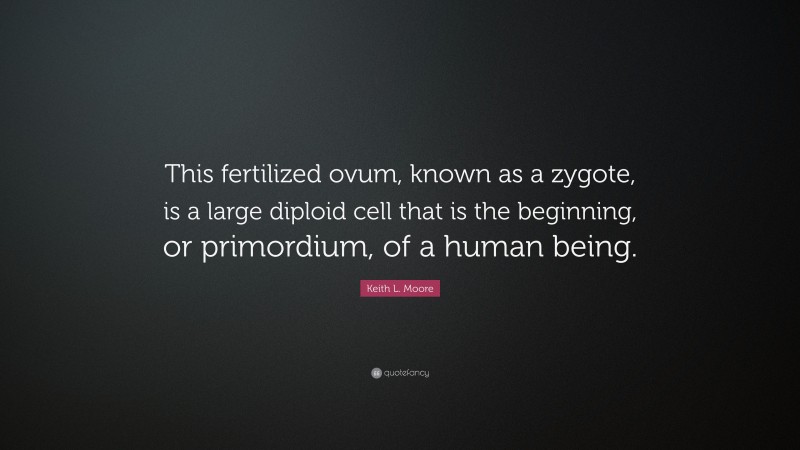Keith L. Moore Quote: “This fertilized ovum, known as a zygote, is a large diploid cell that is the beginning, or primordium, of a human being.”