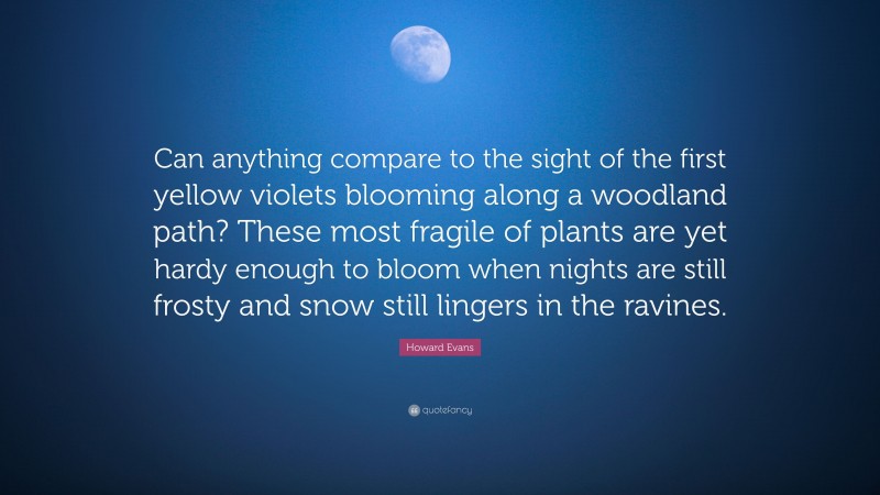 Howard Evans Quote: “Can anything compare to the sight of the first yellow violets blooming along a woodland path? These most fragile of plants are yet hardy enough to bloom when nights are still frosty and snow still lingers in the ravines.”