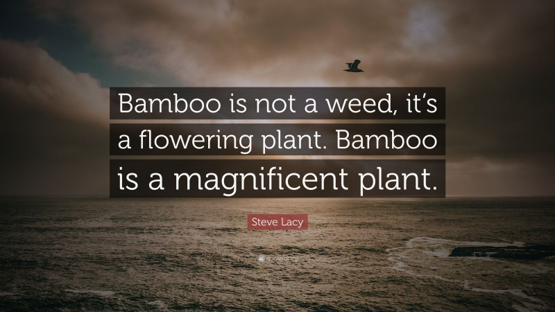Steve Lacy Quote: “Bamboo is not a weed, it’s a flowering plant. Bamboo is a magnificent plant.”