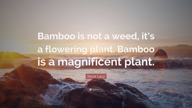 Steve Lacy Quote: “Bamboo is not a weed, it’s a flowering plant. Bamboo is a magnificent plant.”