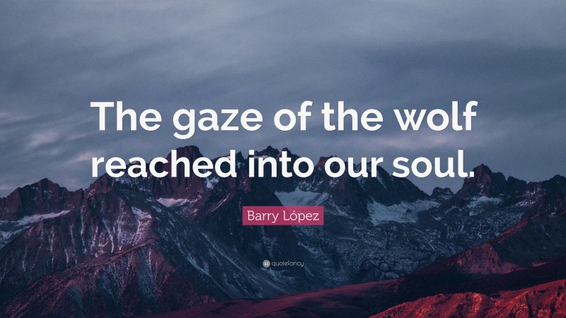 Barry López Quote: “The gaze of the wolf reached into our soul.”