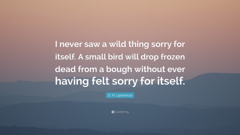 D. H. Lawrence Quote: “I never saw a wild thing sorry for itself. A small bird will drop frozen dead from a bough without ever having felt sorry for itself.”
