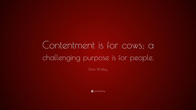 Denis Waitley Quote: “Contentment is for cows; a challenging purpose is for people.”